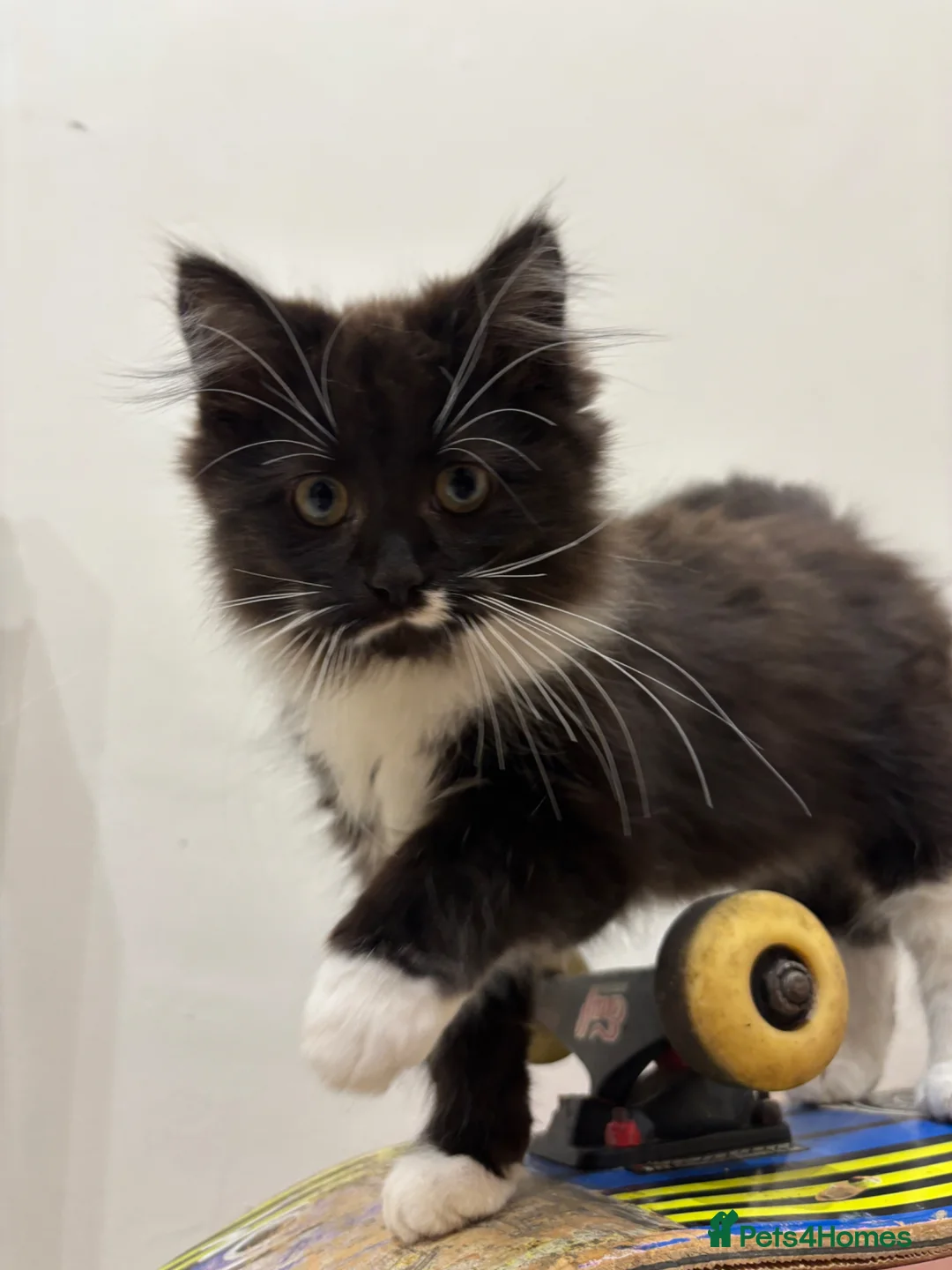 Mixed Breed cats for sale: Beautiful black and white fluffy tuxedo cat - Advert 2