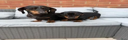Dachshund dogs for sale: Black and Tan Dachshund girl  in Birmingham - Advert 2