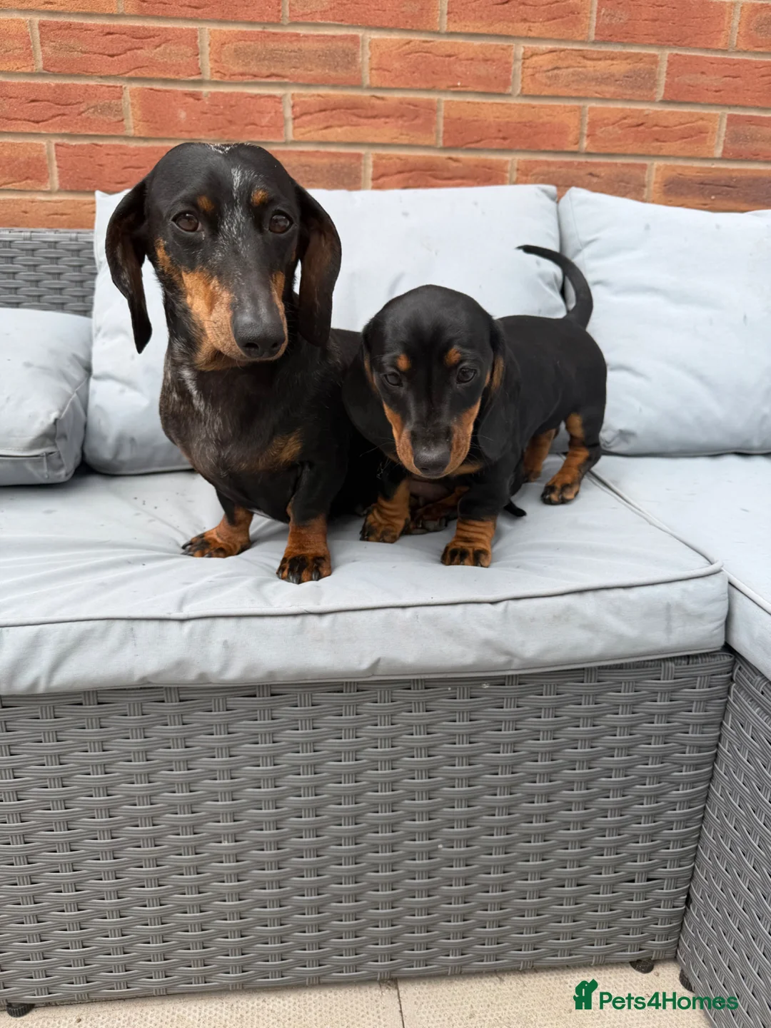 Dachshund dogs for sale: Black and Tan Dachshund girl  in Birmingham - Advert 2