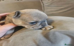 French Bulldog dogs for sale: 🔥Exquisite French Bull Dog Puppies 🔥 - Advert 24