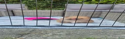 Pomeranian dogs for sale: Vito Pomleone  - Advert 3