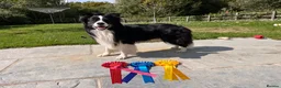 Border Collie dogs for stud:  Kc registered very successful show, agility dog - Advert 1