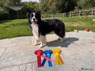 Border Collie dogs Kc registered very successful show, agility dog - Advert 5