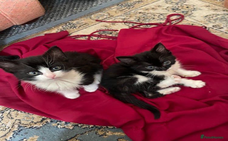 Mixed Breed cats - Advert 6