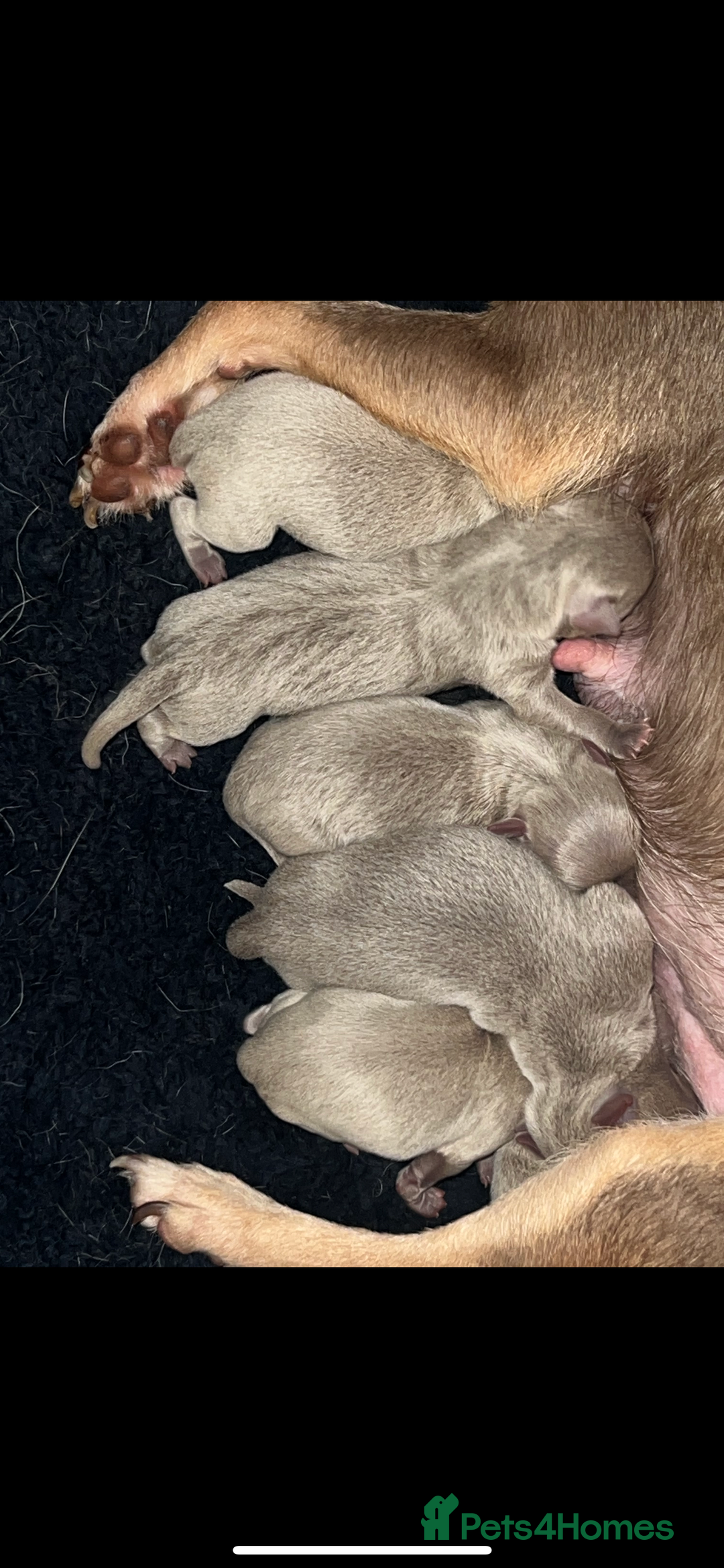 Chihuahua dogs for sale: Chihuahua puppy’s blue and lilicas  - Image 15