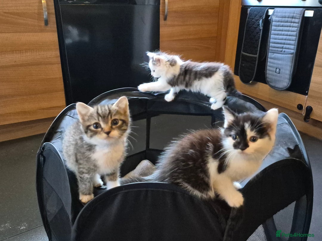 Mixed Breed cats for sale: XxX Gorgeous calico mixedbreed kittens 2 left ♥️  - Advert 15