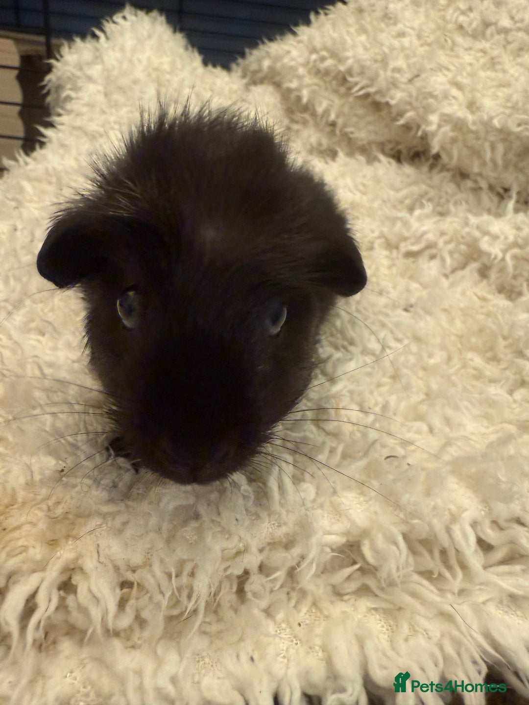 Guinea Pig rodents for sale: Baby guinea pigs  - Advert 11