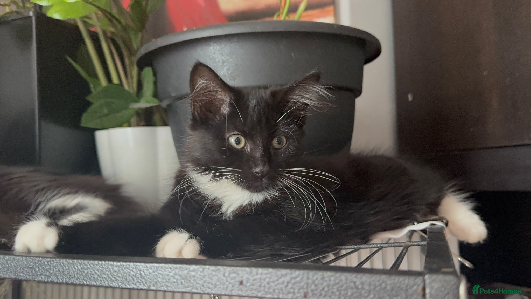 Mixed Breed cats Female kitten for sale - Advert 1