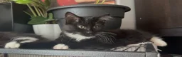 Mixed Breed cats for sale: Female kitten for sale - Advert 1