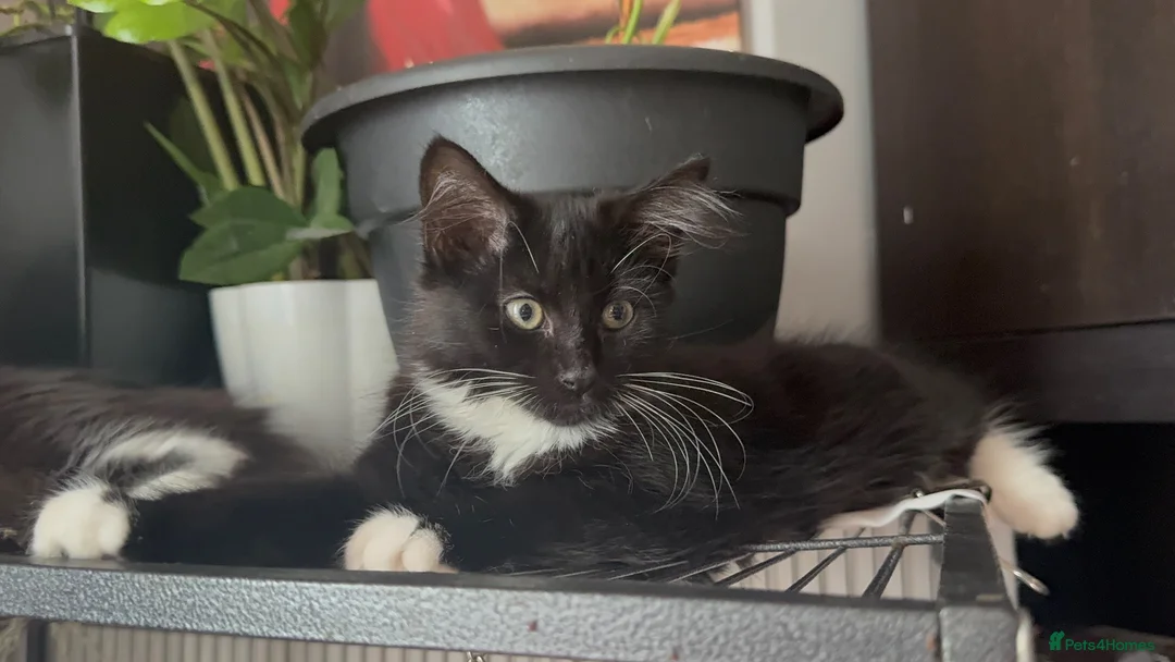 Mixed Breed cats for sale: Female kitten for sale - Advert 1