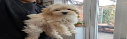 Maltipoo dogs for sale: 2 F1 Maltipoo puppies available  - Advert 6