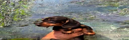 Miniature Dachshund dogs for sale: ONE BOY AVAILABLE FROM LICENCED HOME BREEDER  - Advert 5