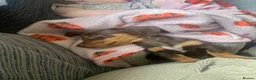 Miniature Dachshund dogs for sale: Miniture dashound chocolate tan boy, in Shrewsbury - Advert 4