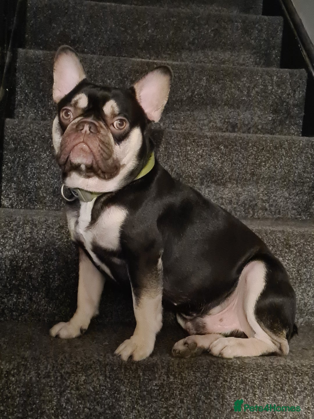 French Bulldog dogs for stud: Beautiful frenchie for stud - Advert 2