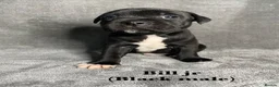 Staffordshire Bull Terrier dogs for sale: Billionaire bills pups  in Oldham - Advert 7
