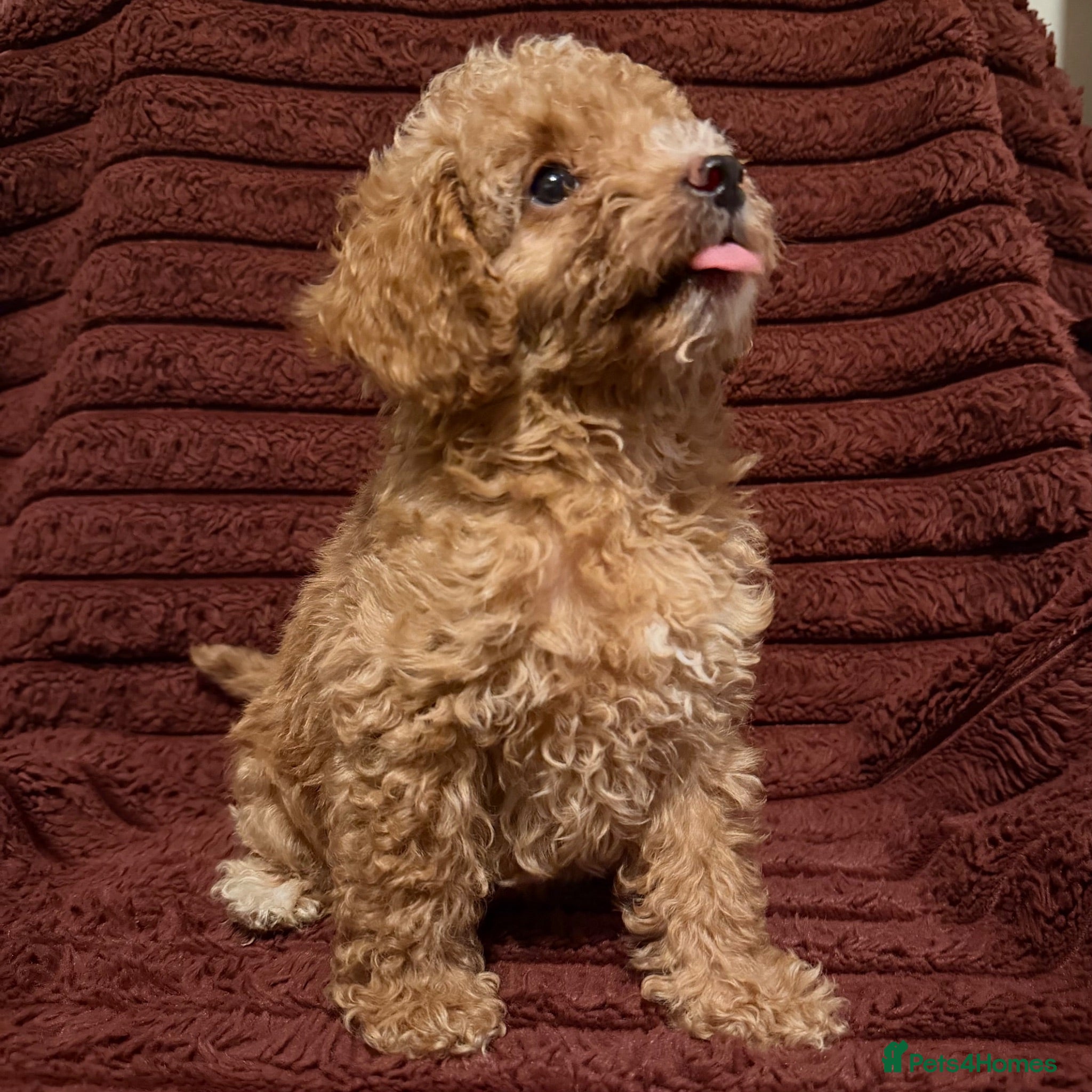 Toy Poodle dogs Toy Poodle Puppies For Sale - Advert 2