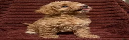 Toy Poodle dogs for sale: Toy Poodle Puppies For Sale - Advert 1