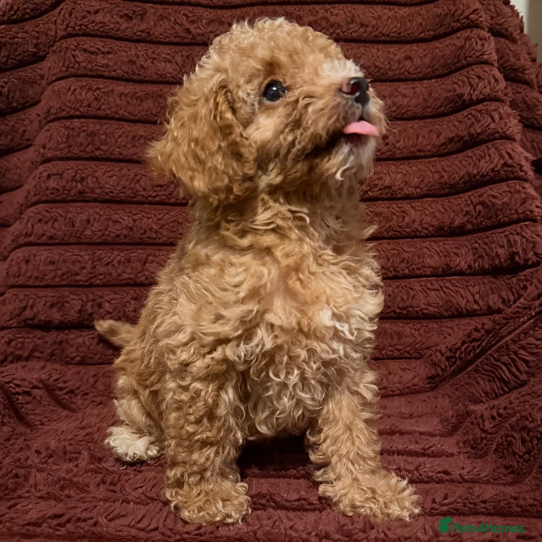 Toy Poodle dogs for sale: Toy Poodle Puppies For Sale - Advert 1