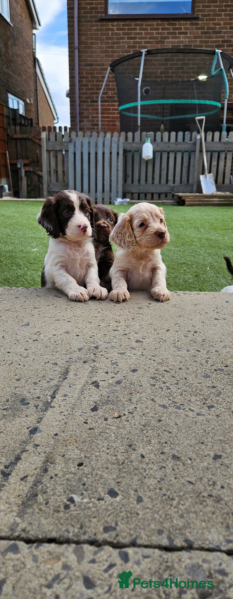 Cocker Spaniel dogs KC registered, fully health tested working cockers - Advert 1