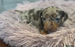 Miniature Dachshund dogs for sale: Adorable miniature dachshund  - Image 9