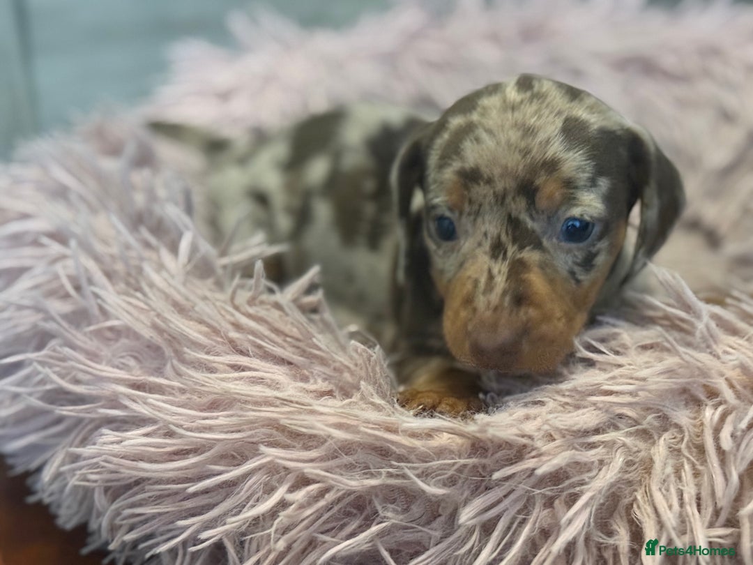Miniature Dachshund dogs for sale: Adorable miniature dachshund  - Image 9