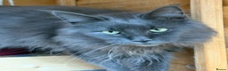 Maine Coon cats for sale: Beautiful unneutered solid blue male - Advert 1