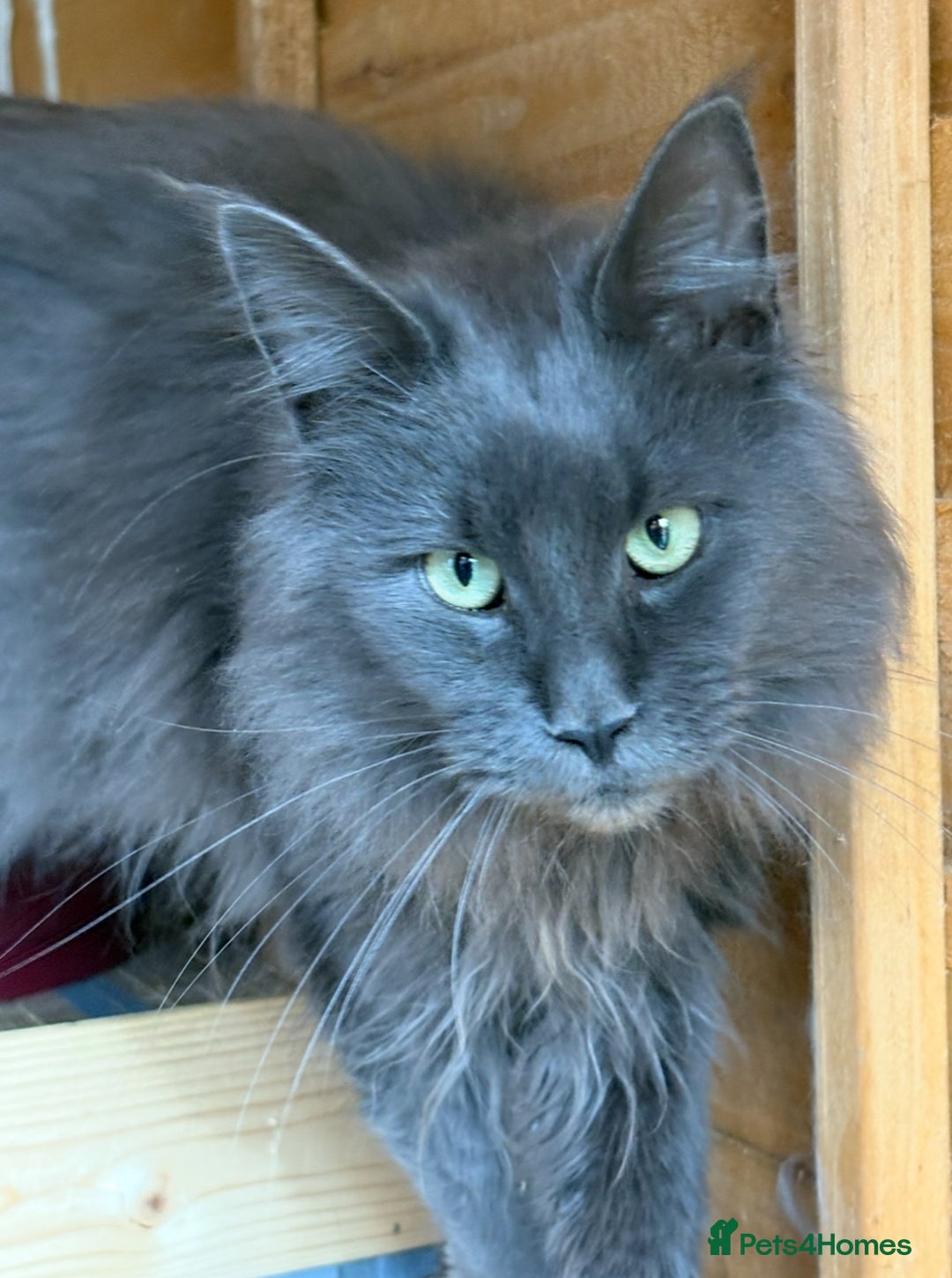 Maine Coon cats for sale: Beautiful unneutered solid blue male - Advert 1