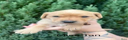 Labrador Retriever dogs for sale: STUNNING FAMILY KC RED & YELLOW LABRADORS  - Advert 30