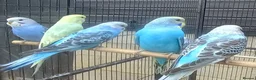 Budgerigars birds for sale: Male Baby Budgies for Sale - Advert 2