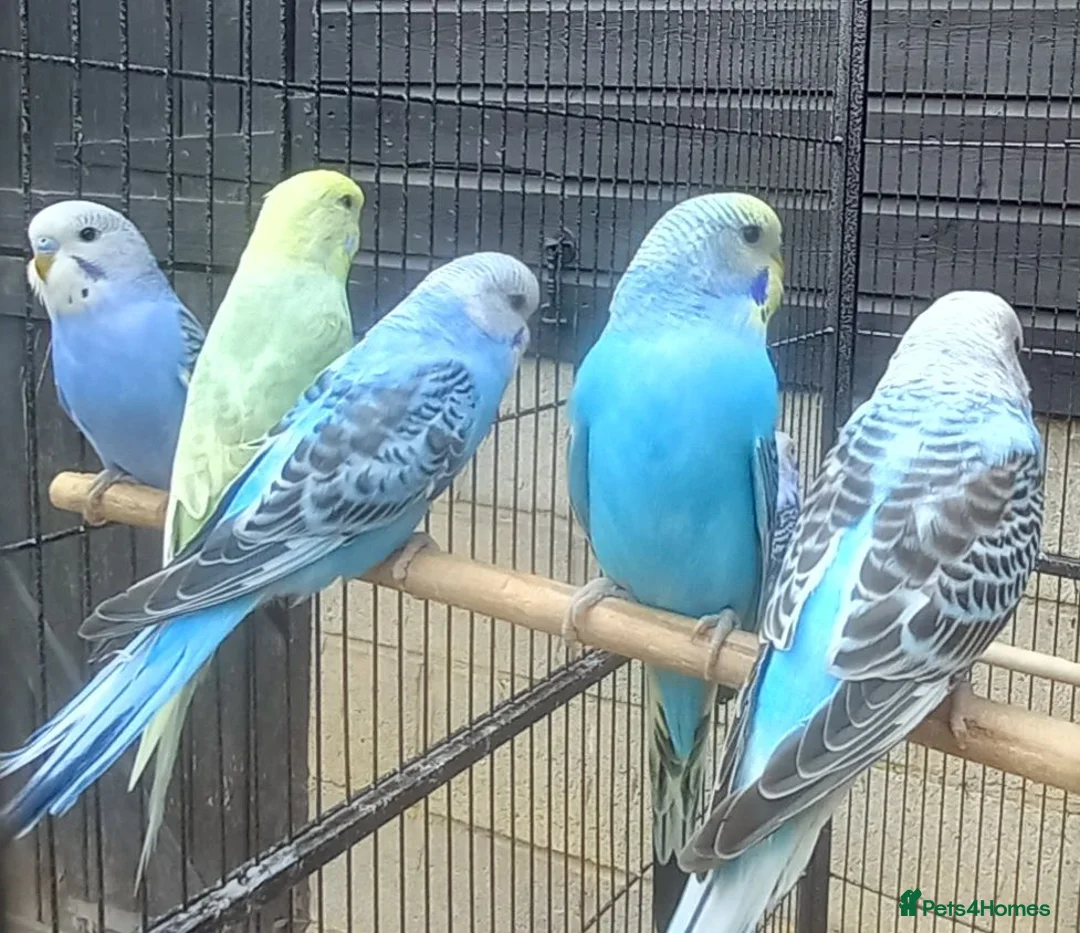Budgerigars birds for sale: Male Baby Budgies for Sale - Advert 2