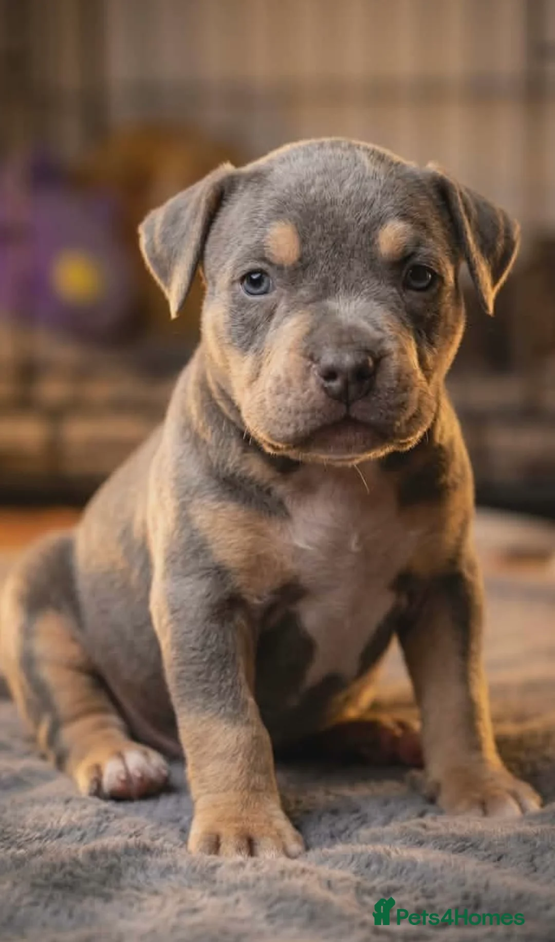 American Bully dogs for sale: American pocket bullies  - Advert 12