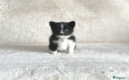 Pomsky dogs for sale: Adorable small f3 Pomsky puppies for sale  - Image 4