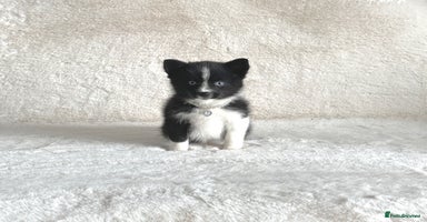 Pomsky dogs - Advert 2
