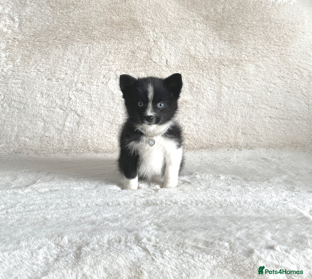 Pomsky dogs for sale: Adorable small f3 Pomsky puppies for sale  - Image 4