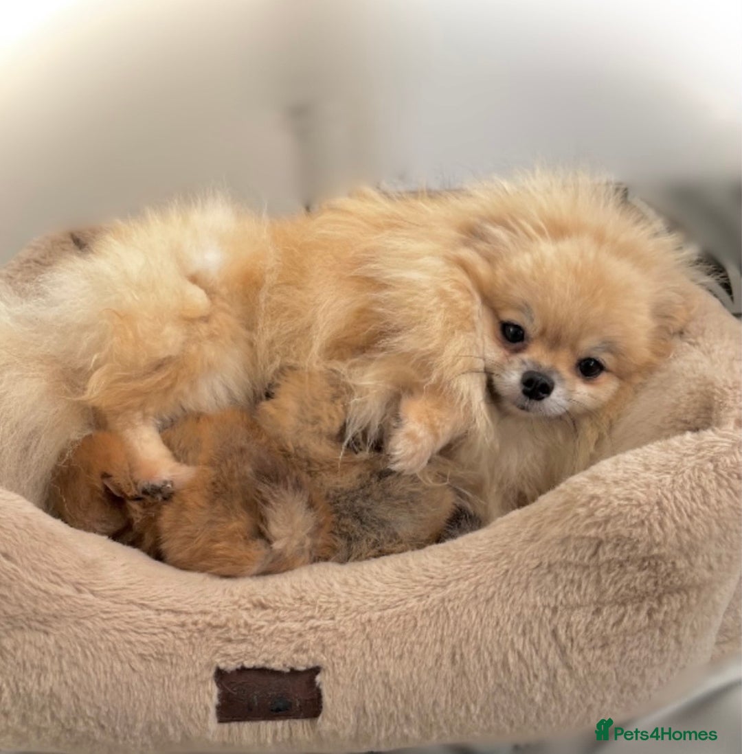 Pomeranian dogs for sale: 🔥Very Small 500gr.at 8weeks🐻Teddy Bear   - Advert 16