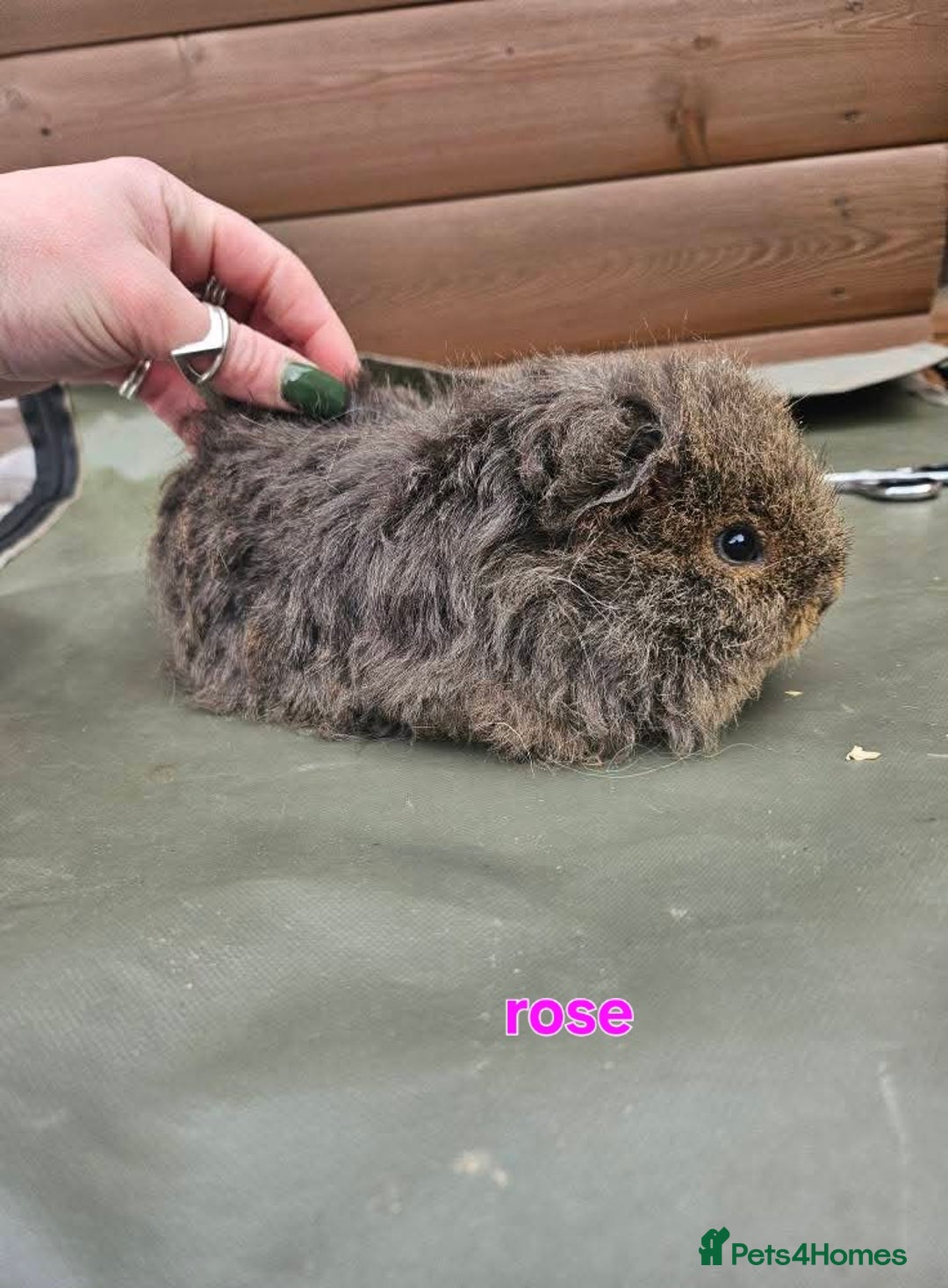 Guinea Pig rodents for sale: Lunkarya - Advert 16