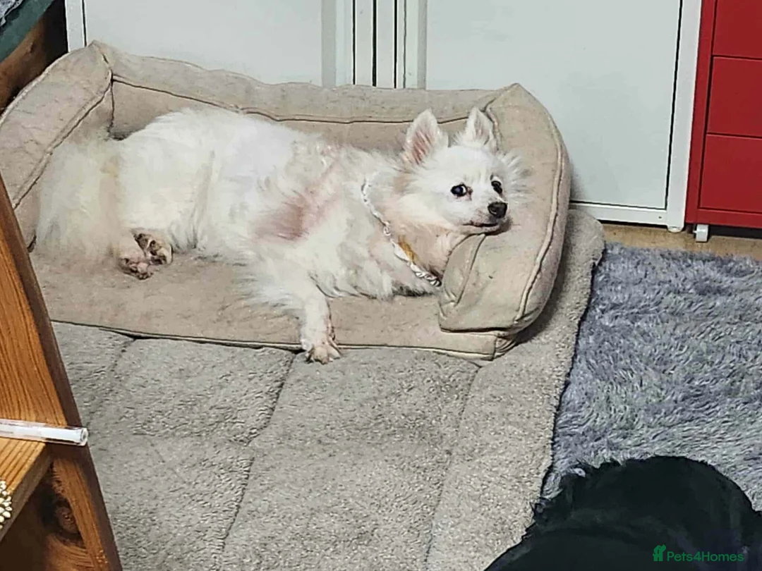 Japanese Spitz dogs for adoption: Snow is 6 year spitz type meat trade survivor  - Advert 4