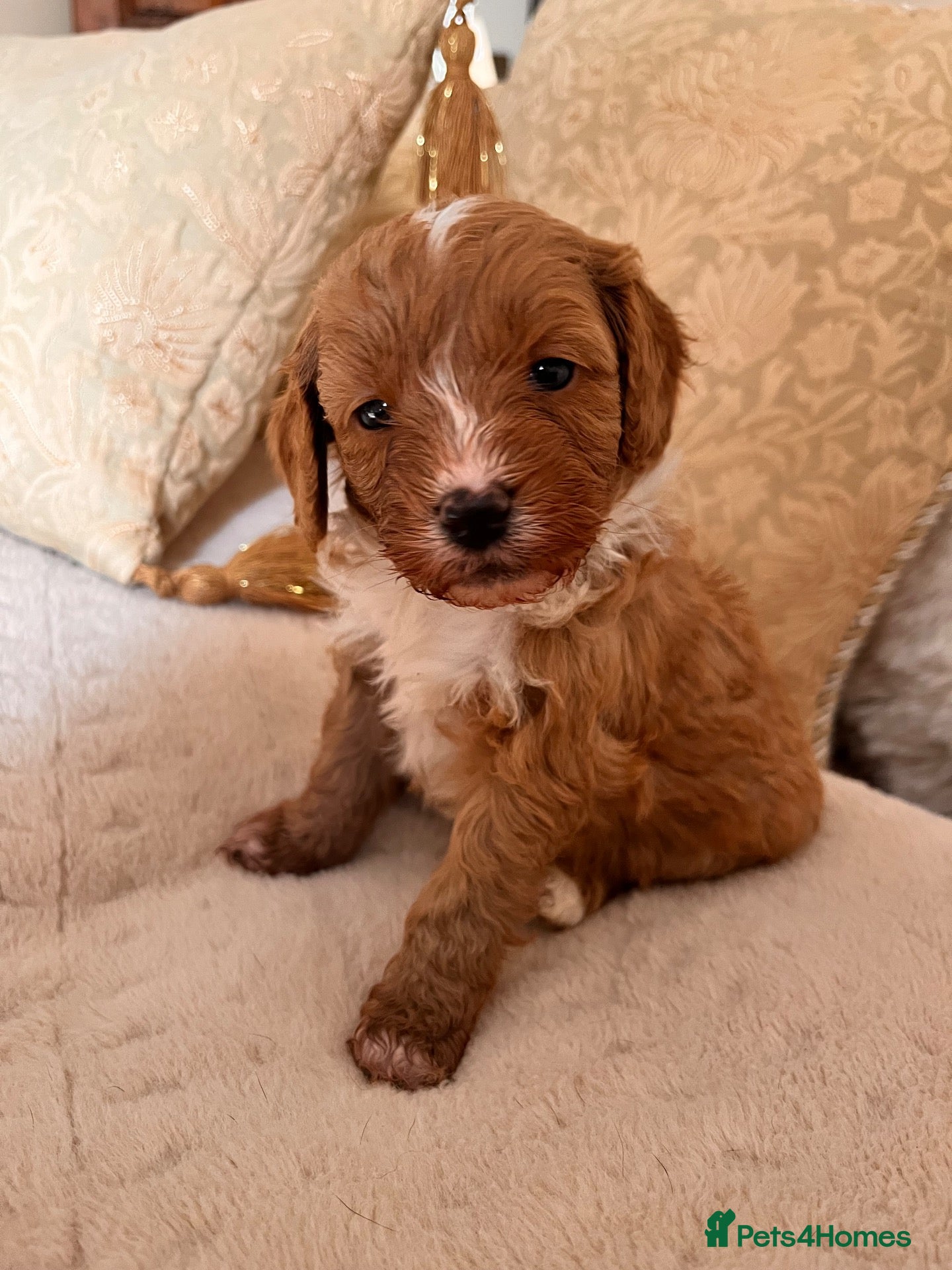 Cavapoo dogs Beautiful f1b cavapoo babies  - Advert 1