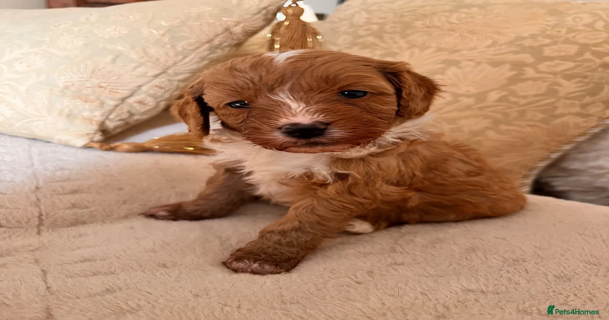 Puppies for sale in Nottinghamshire | Pets4Homes