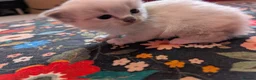 Ragdoll cats for sale: Champion bred Ragdoll kittens  - Advert 5
