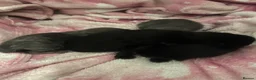 Mixed Breed cats for sale: Rare Bengal X 3rdGen MaineCoon kittens  - Advert 31