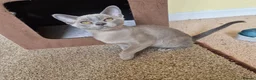Burmese cats for sale: Gorgeous Pedigree Burmese Kittens - Advert 27