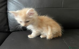 Maine Coon cats for sale: Maine Coon Cross Kittens  - Image 5