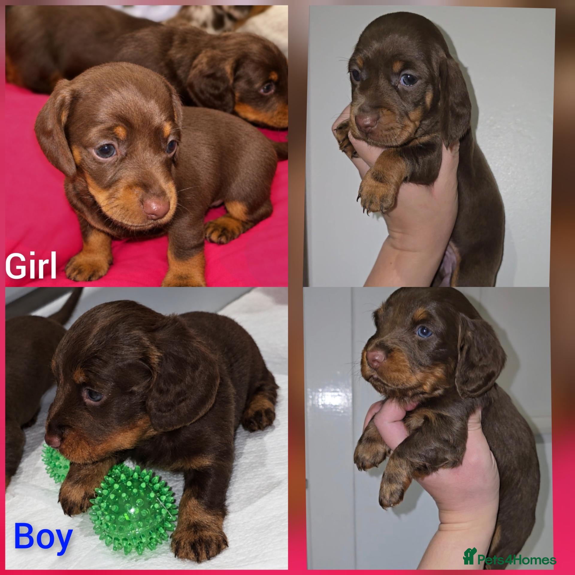Miniature Dachshund dogs Chocolate/Tan Mini Dachshunds Long & Short Haired - Advert 14