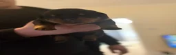 Rottweiler dogs for sale: 🤍PRADAS PUPPYS 🤍 in Wick - Advert 16
