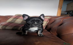 French Bulldog dogs for sale: French bulldog pups - Advert 6