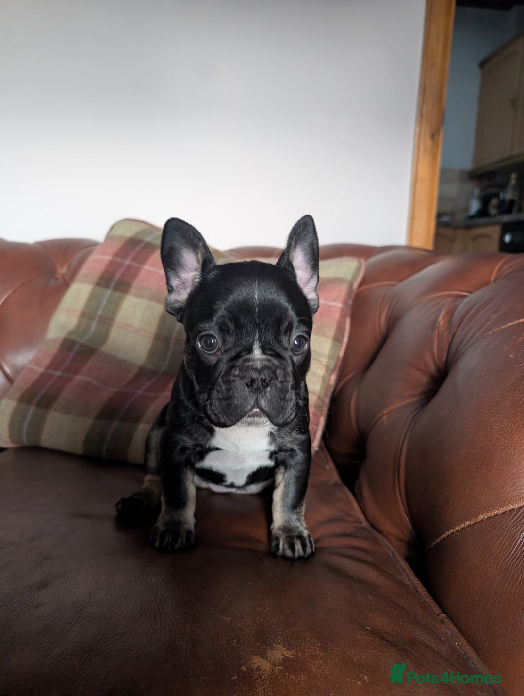French Bulldog dogs for sale: French bulldog pups - Advert 6