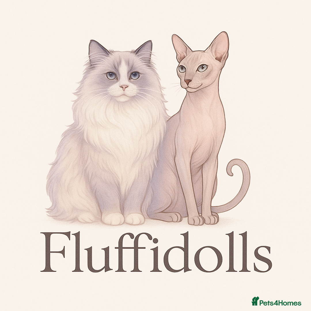 Ragdoll cats for sale: GCCF Ragdoll Kittens *CHIP*VACS*NEUTERED* - Image 7