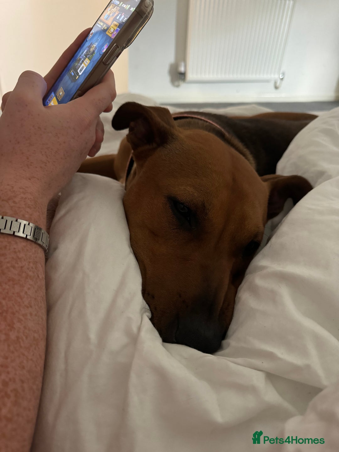 Mixed Breed dogs for sale: Remi - no pups & hasn’t had pups ! I can’t change - Advert 2