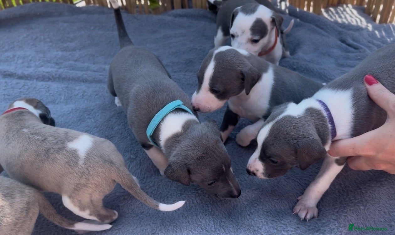 Whippet dogs Beautiful Blue & White Whippet Puppies - Advert 1